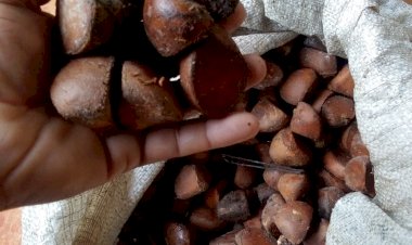 O cultivo do azeite de andiroba em Amapá.