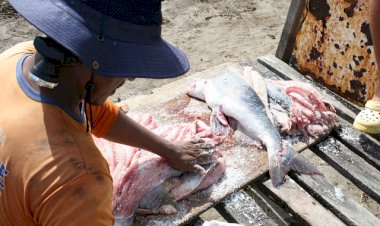 A ARTE DE SALGAR PEIXE EM SUCURIJU