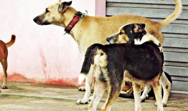 Cães nas ruas de Amapá causam transtornos à população