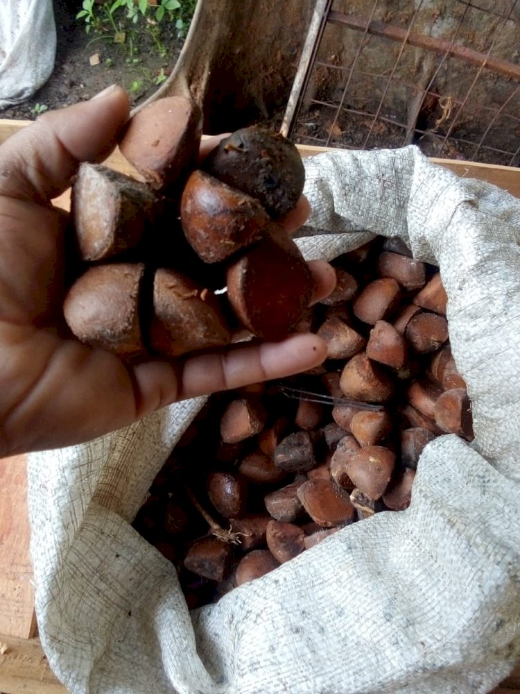 O cultivo do azeite de andiroba em Amapá.