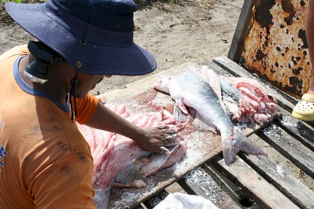 A ARTE DE SALGAR PEIXE EM SUCURIJU