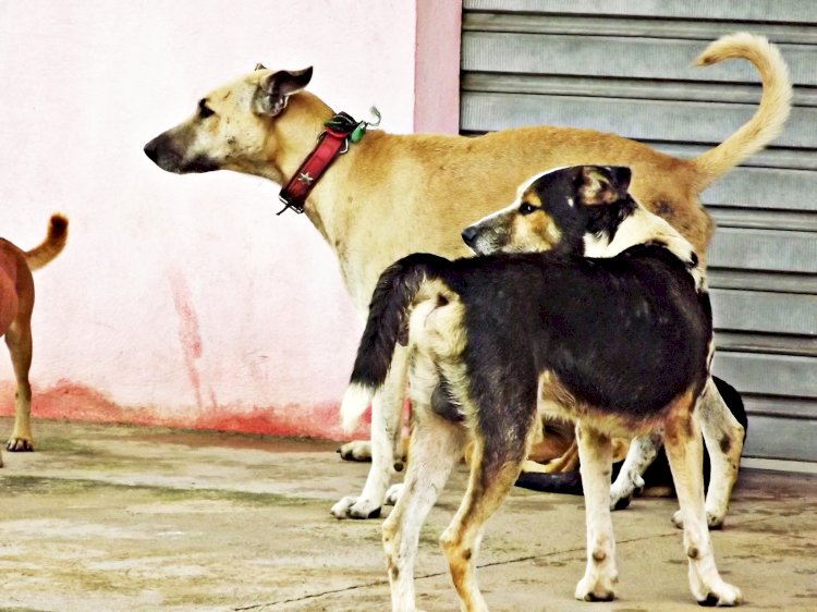 Cães nas ruas de Amapá causam transtornos à população