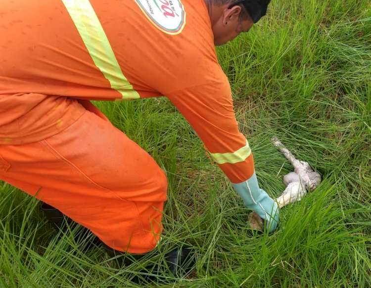 Segue a programação do Meio Ambiente de Amapá.