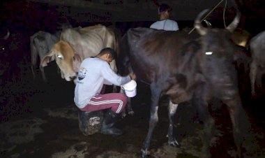 Um dia de ordenha na fazenda Espirito Santo na produção do queijo humanizado   