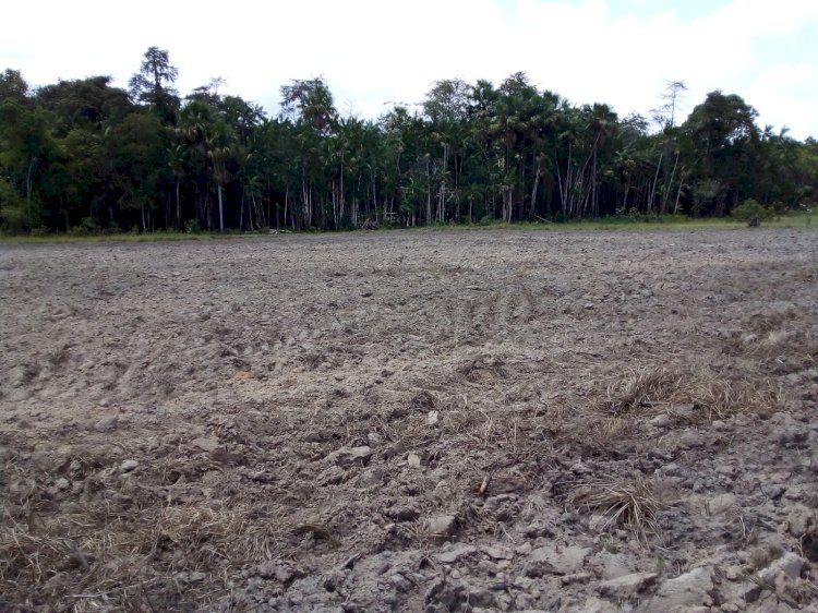 Um ano de arado com resultados positivos para agricultura familiar de Amapá