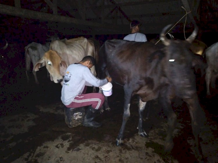 Um dia de ordenha na fazenda Espirito Santo na produção do queijo humanizado   