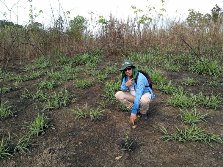 Encontrado Sitio Arqueológico do tipo Cerâmico Céu- Aberto em Amapá   