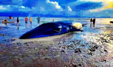 Morre baleia encalhada na boca do rio Pocotó.   