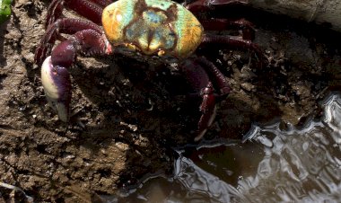 Começou no dia (3) o período defeso do Caranguejo.