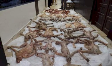 Operação Hórus prende caçadores com animais mortos ameaçados de extinção, que seriam vendidos na cidade de Saint-Georges na Guiana Francesa