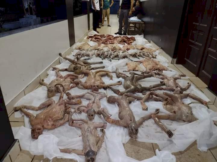 Operação Hórus prende caçadores com animais mortos ameaçados de extinção, que seriam vendidos na cidade de Saint-Georges na Guiana Francesa