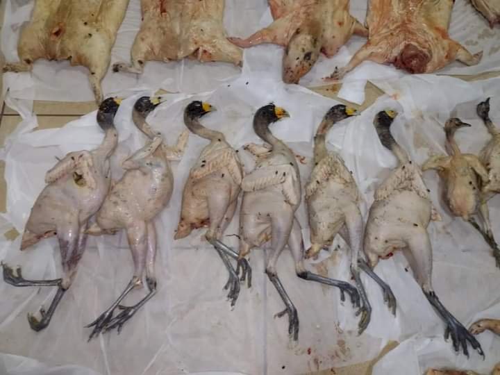 Operação Hórus prende caçadores com animais mortos ameaçados de extinção, que seriam vendidos na cidade de Saint-Georges na Guiana Francesa