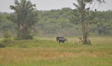 Queijo mozzarella em Amapá?