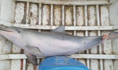 Matança do boto-cinza desencadeia operação conjunta do ICMBIO/IBAMA e Polícia Civil na região da Estação Ecológica (Esec) Maracá-Jipioca,em Amapá.