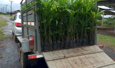 Alunos do curso de agronomia removem experimento de açaizeiros do Parque de exposições em Amapá   