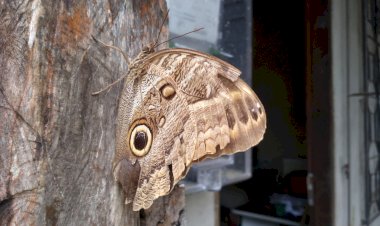 O Fenômeno das Borboletas de Pico de Amapá: Um Intrigante Enigma da Natureza e da História Local