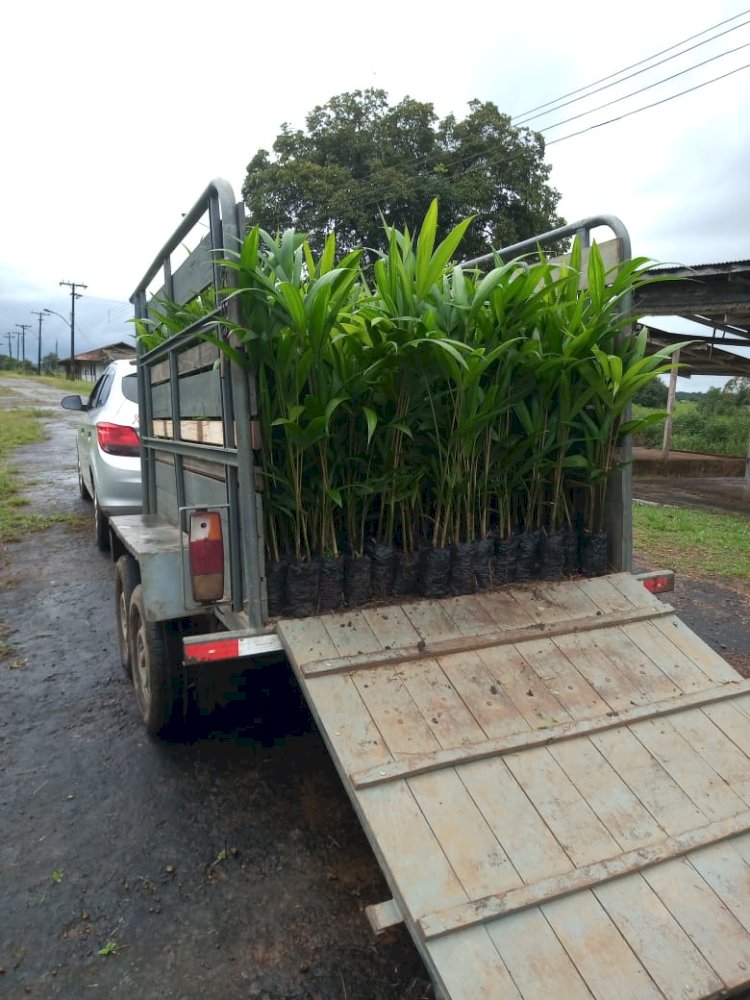 Alunos do curso de agronomia removem experimento de açaizeiros do Parque de exposições em Amapá   