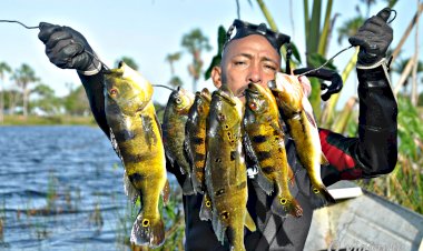A pesca sub com tabaco em Amapá.