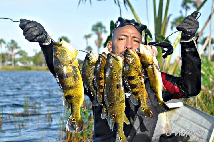 A pesca sub com tabaco em Amapá.