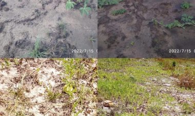 A crise climática é uma realidade na agricultura familiar de Amapá