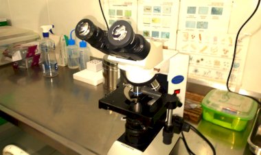 O município de Amapá, localizado no estado do Amapá, será o primeiro do Brasil a receber a certificação de eliminação da malária.