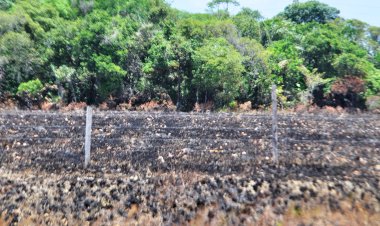 Desafios das Queimadas na Região dos Lagos durante o Verão: Um Chamado à Ação