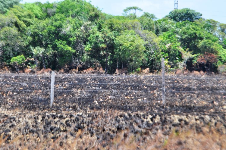 Desafios das Queimadas na Região dos Lagos durante o Verão: Um Chamado à Ação