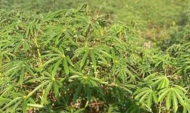 Doença Afeta Produção de Mandioca no Vale do Oiapoque: Preocupação para Agricultores Brasileiros