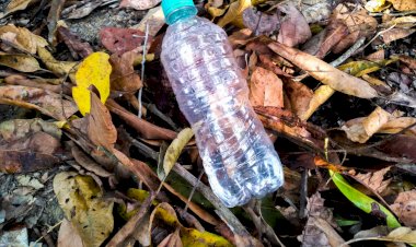 Desafios no Combate às Queimadas no Amapá: Uma Análise Detalhada