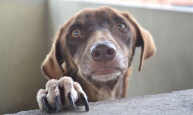 Adoção de Animais em Casal: Uma Jornada de Amor e Responsabilidade