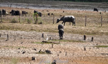 Chuvas no Município de Amapá Aliviam Calor e Mitigam Impactos das Queimadas