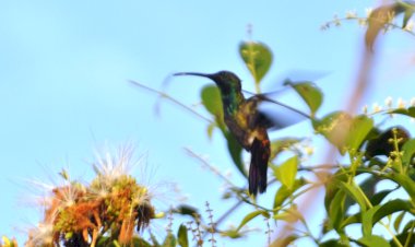 O beija-flor do fundo do meu quintal