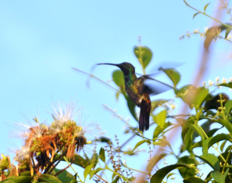 O beija-flor do fundo do meu quintal