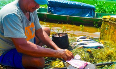 Raspadinha de Pirapema: Uma iguaria do município de Amapá