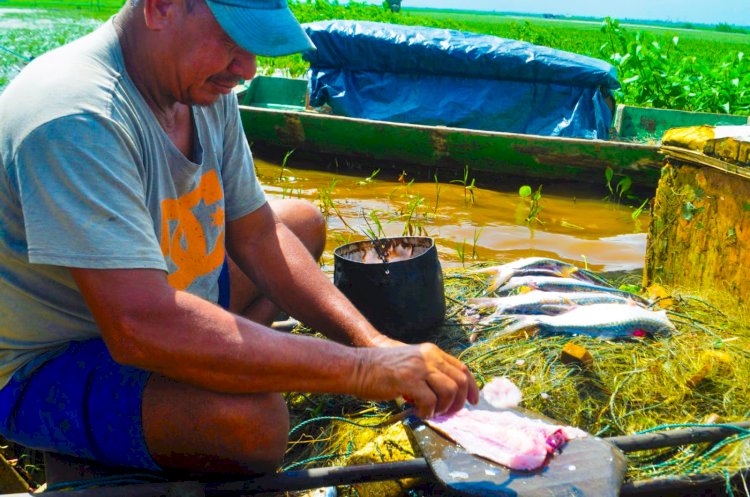 Raspadinha de Pirapema: Uma iguaria do município de Amapá