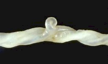 Raízes da Comunicação: Plantando Umbigos e Cultivando Conexões Ancestrais