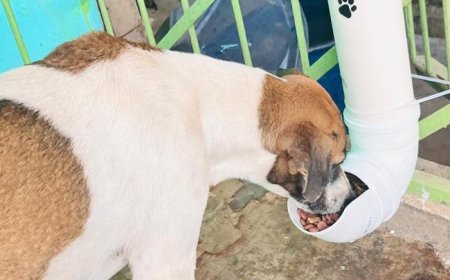 Projeto de Alimentação para Animais de Rua Mobiliza Comunidade em Amapá