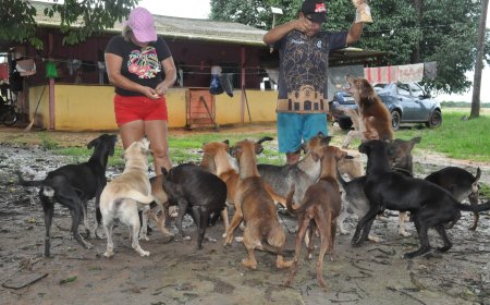Professora de Amapá dedica sua vida ao resgate e cuidado de animais abandonados