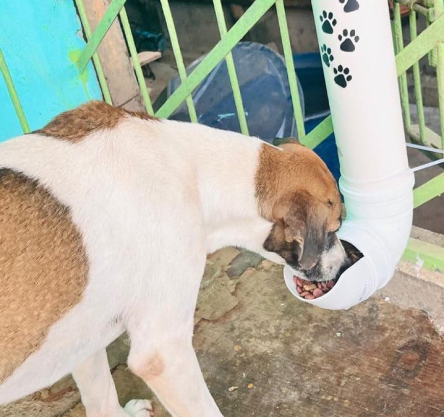 Projeto de Alimentação para Animais de Rua Mobiliza Comunidade em Amapá