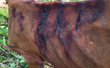 Quilombolas do Curiaú fazem apelo público após reintegração de posse em Taba Branca