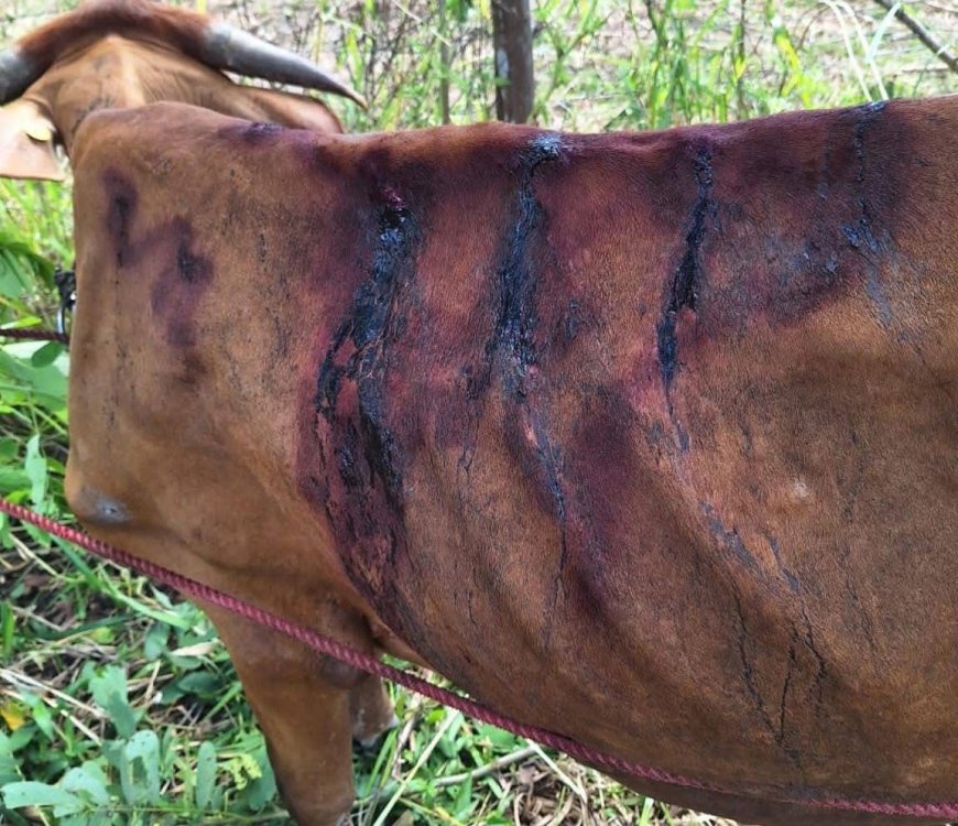 Quilombolas do Curiaú fazem apelo público após reintegração de posse em Taba Branca