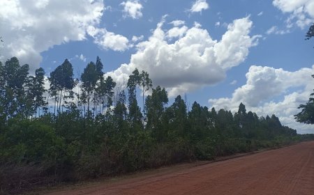 Plantios “experimentais” e grilagem de terras: comunidades tradicionais do Baixo Parnaíba denunciam atuação da Suzano