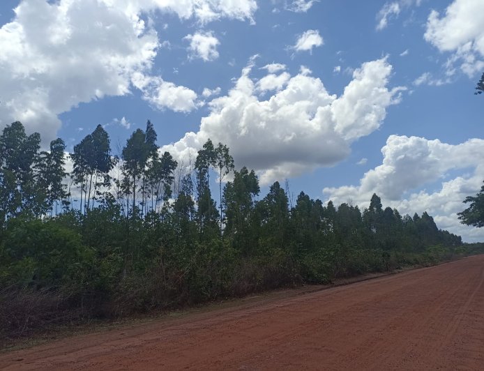 Plantios “experimentais” e grilagem de terras: comunidades tradicionais do Baixo Parnaíba denunciam atuação da Suzano