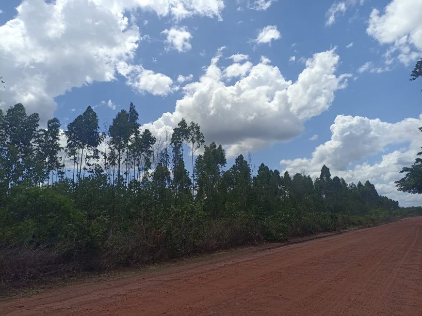 Plantios “experimentais” e grilagem de terras: comunidades tradicionais do Baixo Parnaíba denunciam atuação da Suzano