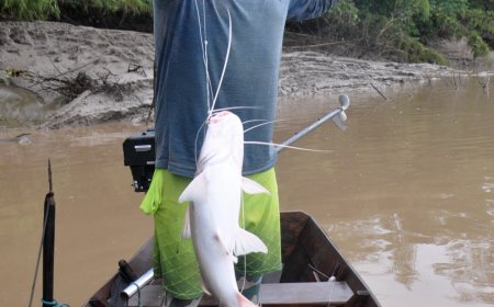 A tradição da pesca da Piramutaba no rio Flexal, no município de Amapá