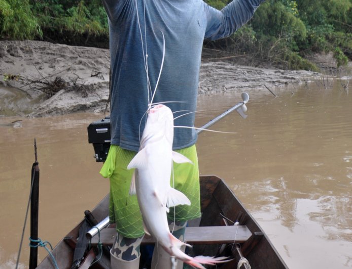 A tradição da pesca da Piramutaba no rio Flexal, no município de Amapá