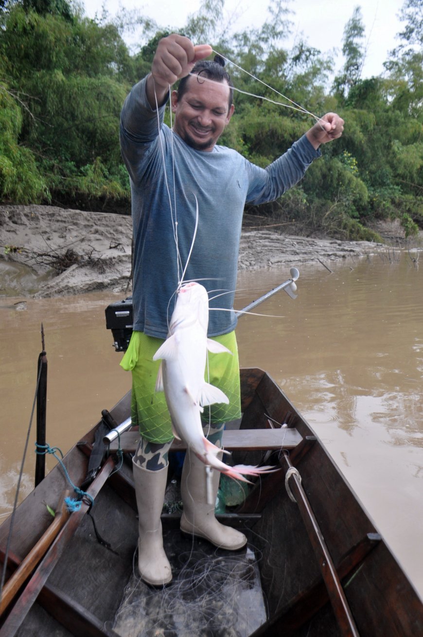A tradição da pesca da Piramutaba no rio Flexal, no município de Amapá