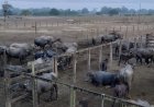 Estiagem severa afeta a produção de queijo e dificulta a criação de gado na comunidade do Ramudo, em Amapá