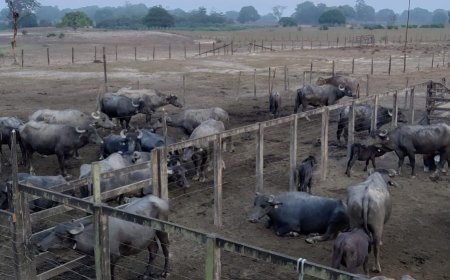 Estiagem severa afeta a produção de queijo e dificulta a criação de gado na comunidade do Ramudo, em Amapá